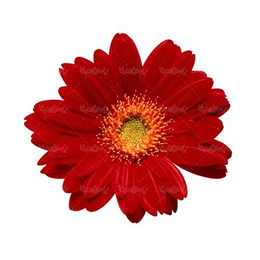 شاخه گل گلفروشی گالری گل و گیاه