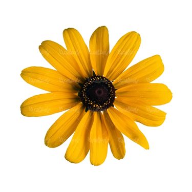 شاخه گل گلفروشی گالری گل و گیاه