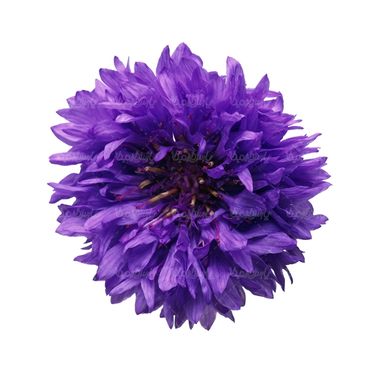 شاخه گل گلفروشی گالری گل و گیاه