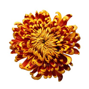 شاخه گل گلفروشی گالری گل و گیاه