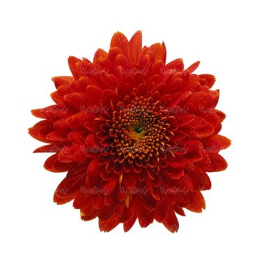 شاخه گل گلفروشی گالری گل و گیاه