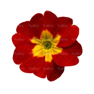 شاخه گل گلفروشی گالری گل و گیاه