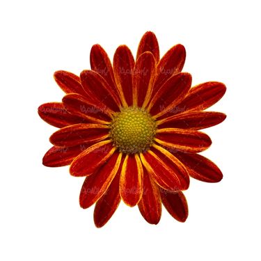شاخه گل گلفروشی گالری گل و گیاه