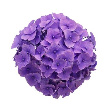 شاخه گل گلفروشی گالری گل و گیاه