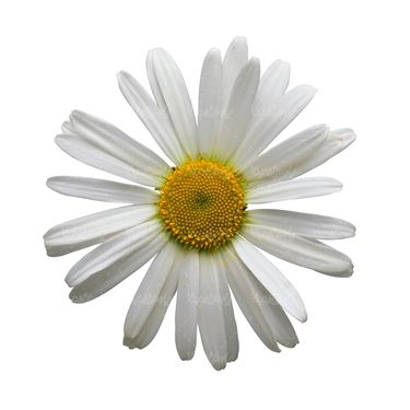 شاخه گل گلفروشی گالری گل و گیاه