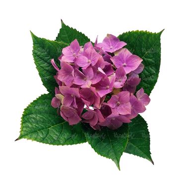 شاخه گل گلفروشی گالری گل و گیاه