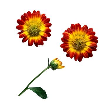 شاخه گل گلفروشی گالری گل و گیاه