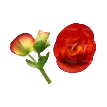 شاخه گل گلفروشی گالری گل و گیاه