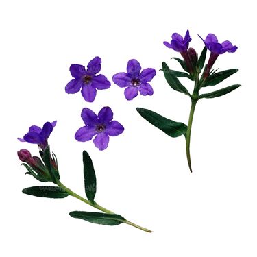 شاخه گل گلفروشی گالری گل و گیاه