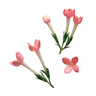 شاخه گل گلفروشی گالری گل و گیاه