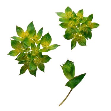 شاخه گل گلفروشی گالری گل و گیاه