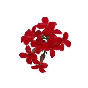 شاخه گل گلفروشی گالری گل و گیاه