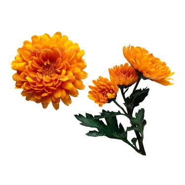 شاخه گل گلفروشی گالری گل و گیاه