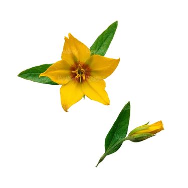 شاخه گل گلفروشی گالری گل و گیاه