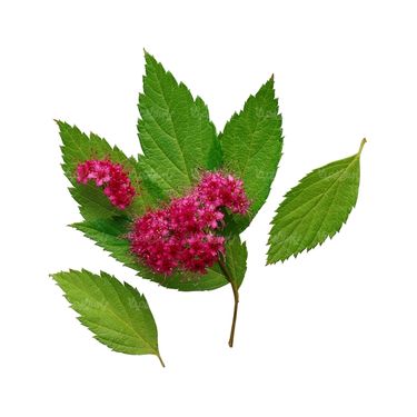 شاخه گل گلفروشی گالری گل و گیاه