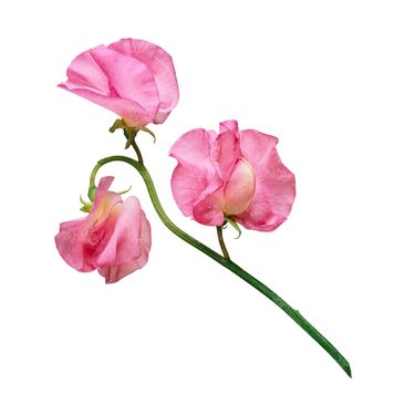 شاخه گل گلفروشی گالری گل و گیاه