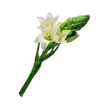 شاخه گل گلفروشی گالری گل و گیاه