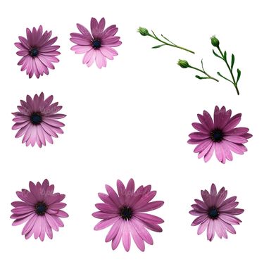 شاخه گل گلفروشی گالری گل و گیاه