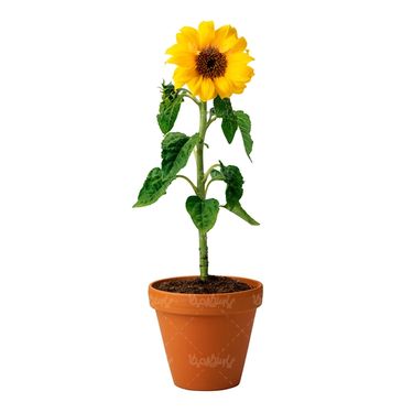 شاخه گل گلفروشی گالری گل و گیاه