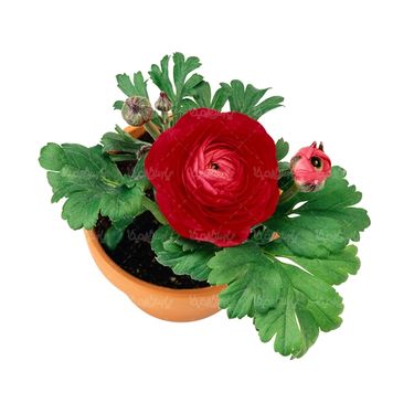 شاخه گل گلفروشی گالری گل و گیاه