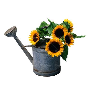 شاخه گل گلفروشی گالری گل و گیاه