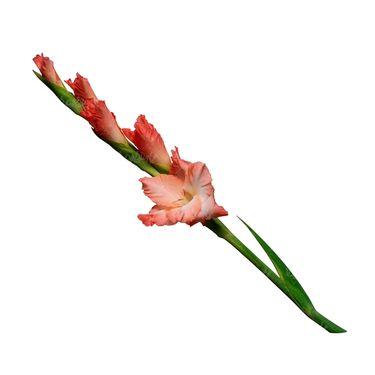 شاخه گل گلفروشی گالری گل و گیاه