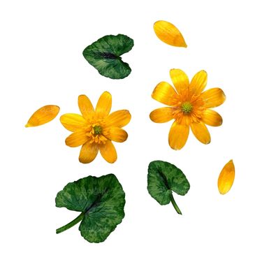 شاخه گل گلفروشی گالری گل و گیاه
