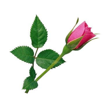 شاخه گل گلفروشی گالری گل و گیاه