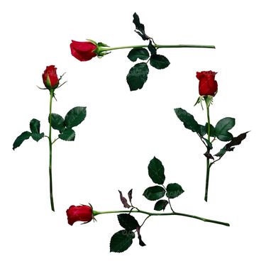 شاخه گل گلفروشی گالری گل و گیاه