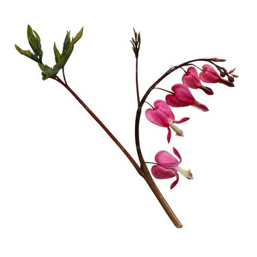 شاخه گل گلفروشی گالری گل و گیاه