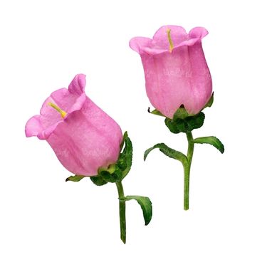 شاخه گل گلفروشی گالری گل و گیاه