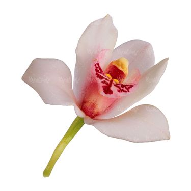 شاخه گل گلفروشی گالری گل و گیاه