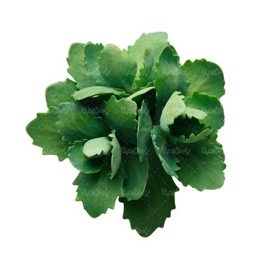 شاخه گل گلفروشی گالری گل و گیاه
