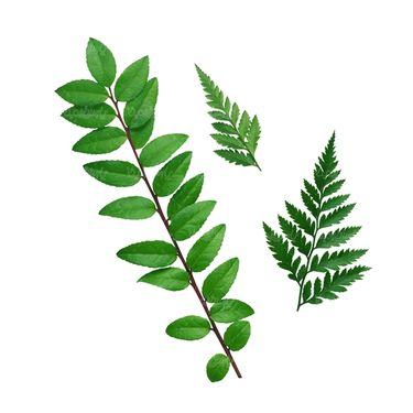شاخه گل گلفروشی گالری گل و گیاه