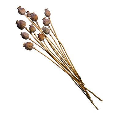 شاخه گل گلفروشی گالری گل و گیاه