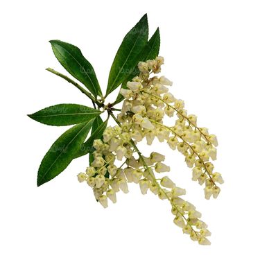 شاخه گل گلفروشی گالری گل و گیاه