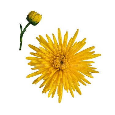 شاخه گل گلفروشی گالری گل و گیاه