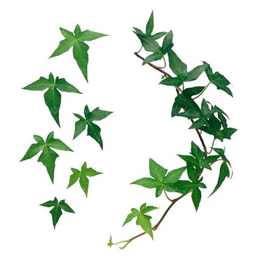 شاخه گل گلفروشی گالری گل و گیاه
