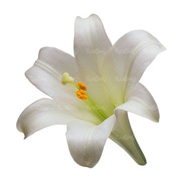شاخه گل گلفروشی گالری گل و گیاه