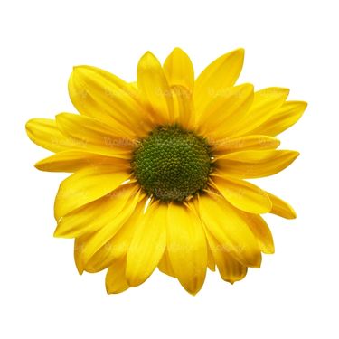 شاخه گل گلفروشی گالری گل و گیاه
