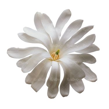 شاخه گل گلفروشی گالری گل و گیاه