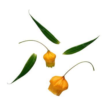 شاخه گل گلفروشی گالری گل و گیاه