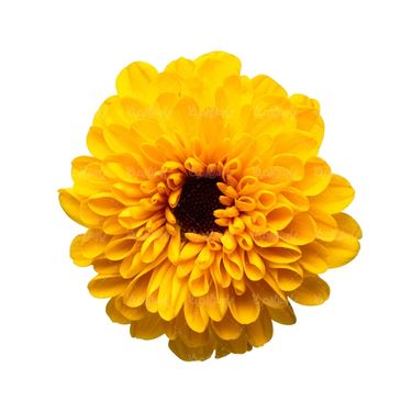 شاخه گل گلفروشی گالری گل و گیاه