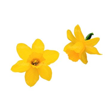 شاخه گل گلفروشی گالری گل و گیاه