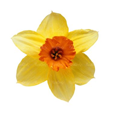 شاخه گل گلفروشی گالری گل و گیاه