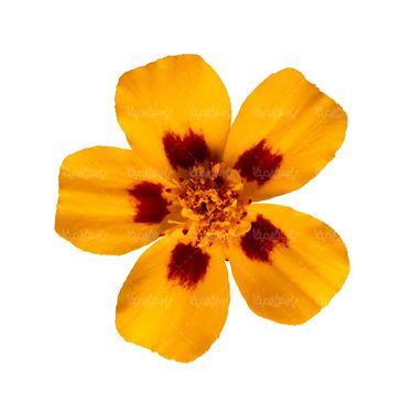 شاخه گل گلفروشی گالری گل و گیاه