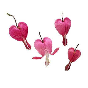 شاخه گل گلفروشی گالری گل و گیاه