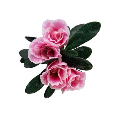 شاخه گل گلفروشی گالری گل و گیاه