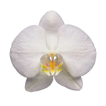 شاخه گل گلفروشی گالری گل و گیاه