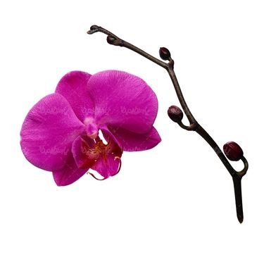 شاخه گل گلفروشی گالری گل و گیاه